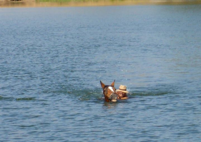caballos que nada
